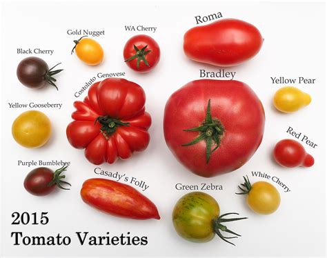 Collage of different types of tomatoes suitable for tomato paste