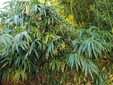 primerki različnih rodov bambusa