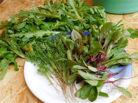 Ilustracija rdeče pese z vidnim korenom in listi