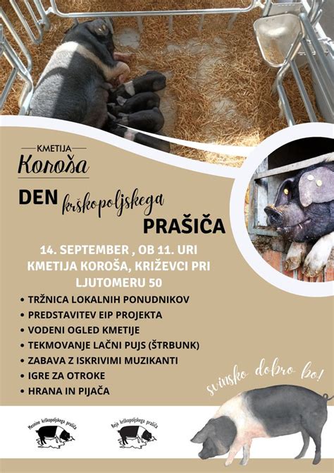 Infografika: Morfologija krškopoljskega prašiča