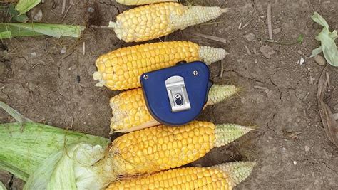 koruzni storži in zrna