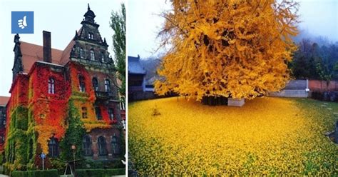 Tematska fotografija jeseni in gob