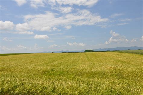 Fotografija: Polje ječmena v času zorenja