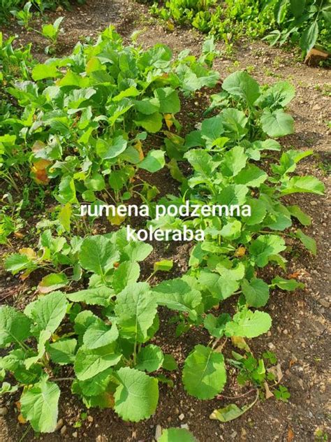 Fotografija rumene kolerabe, prerezane na pol