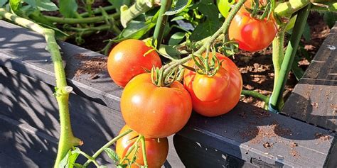 Različno narezana zelenjava - paradižnik, kumara, paprika in čebula - pripravljena za sestavljanje solate.