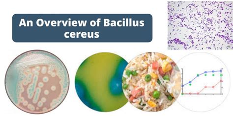 Ilustracija: Nevarnost bakterije Bacillus cereus v rižu