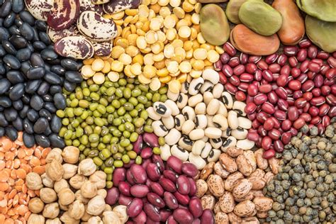 Infografika: Osnovna živila v veganski prehrani (stročnice, žita, oreščki, zelenjava)