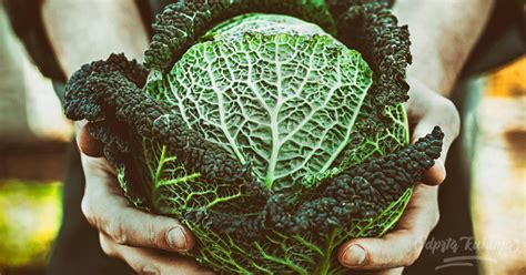 Ilustracija različnih vrst brokolija (glavnati in brstični)