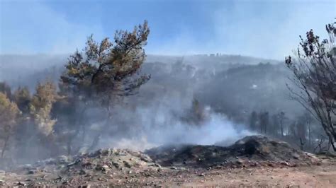 Infografika o optimalnih pogojih za gojenje brokolija (temperatura, tla, vlaga)