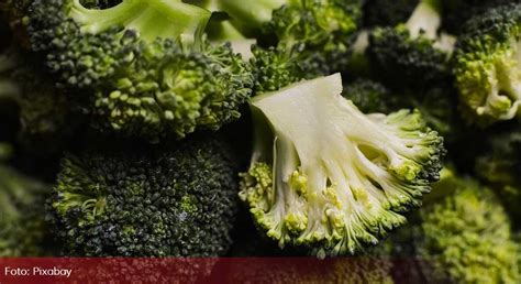 Fotografija zrele glavice brokolija, pripravljene za obiranje