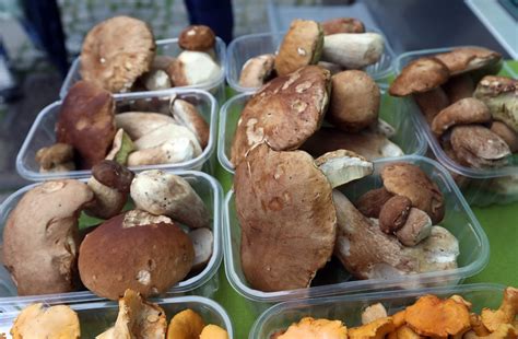 Fotografija različnih vrst svežih gob (šampinjoni, jurčki, lisičke).