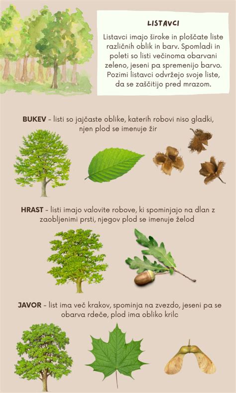 infografika: sestava in vrste kostne moke za vrt