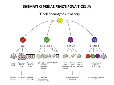 Shematski prikaz emulzije v panna cotti: enakomerna porazdelitev maščob in delcev kakava