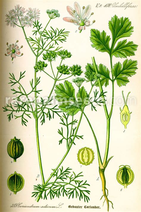 Botanična ilustracija rastline Coriandrum sativum s prikazom listov, cvetov in semen