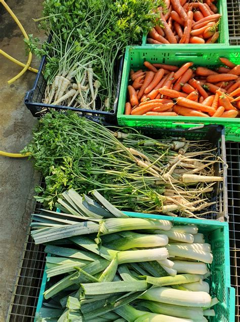 Sestava sveže sezonske zelenjave in zelišč, pripravljenih za pripravo omake za testenine