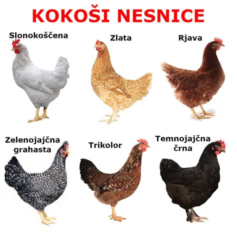 Različne vrste reje kokoši, ki vplivajo na kakovost jajc.