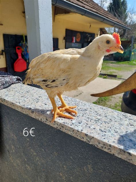 Fotografija: piščanci na prostem na terasi hleva