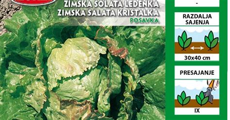 Tabela s pregledom lastnosti prezimnih sort solate: Zimska rjavka, Nansen, Posavka, Vegorka, Bistra.