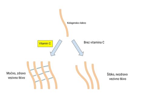 infografika: absorpcija kolagena in vloga vitamina C
