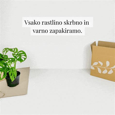 Rastlina jajčevca z oporo