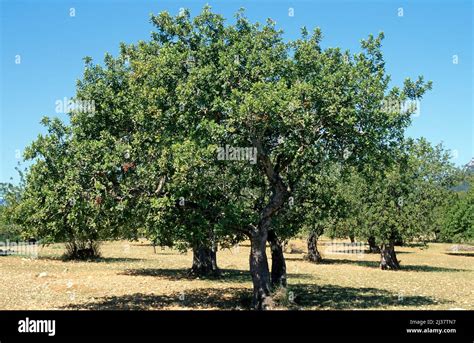 The carob tree (Ceratonia siliqua) with ripe carob pods in a Mediterranean landscape