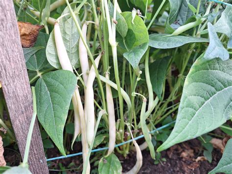 ilustracija pravilne setve nizkega in visokega fižola