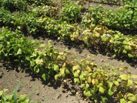 prikaz najpogostejših bolezni in škodljivcev fižola