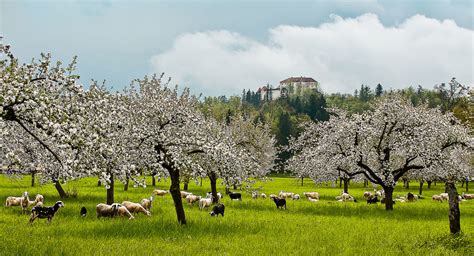 Tematsko foto: Panorama Vremščice s cvetočimi travniki in ovcami