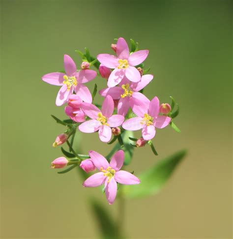 Tematično fotografijo tavžentrože, Centaurium erythraea, v naravnem okolju