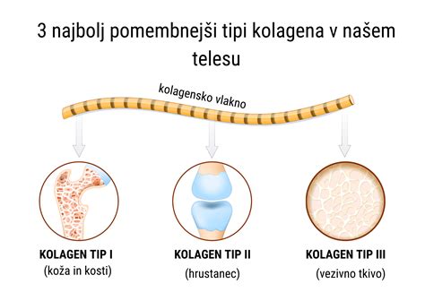 Infografika: Struktura kolagena in njegov pomen v telesu
