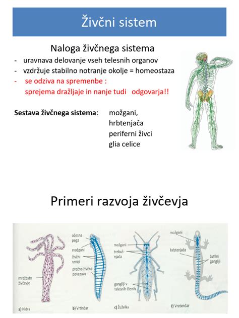 Infografika: Prikaz delovanja mineralnih soli iz zelene na človeški živčni sistem