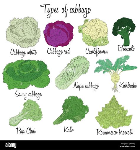 Stylized illustration of different types of cabbage (fresh, sour, fennel)
