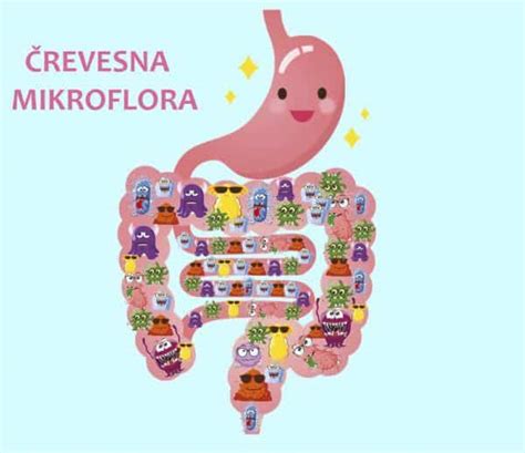 Zdrava črevesna mikrobiota - ilustracija