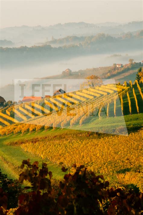 Tematska fotografija: cviček v kozarcih, vinogradi v ozadju
