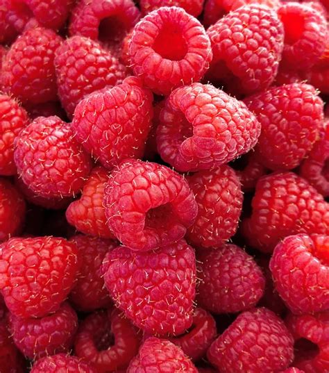 ilustracija s svežim sadjem kot so jagode, maline, borovnice na pečenem pecivu