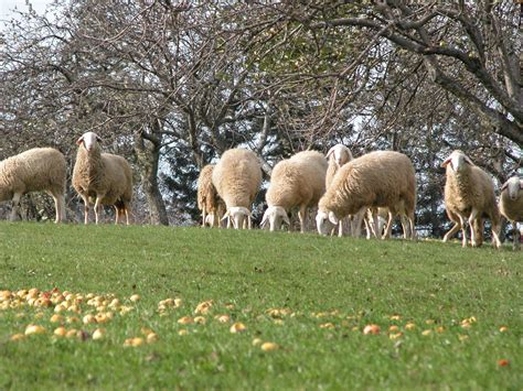Primerjava debelin šamotnih plošč z označenimi priporočili glede na uporabo.