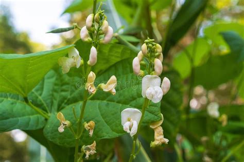 Thematic photo of bean flowers