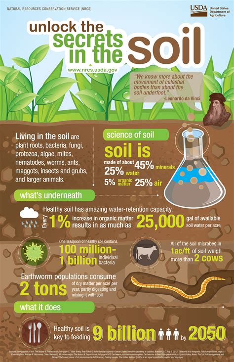 Infographic on soil preparation for beans