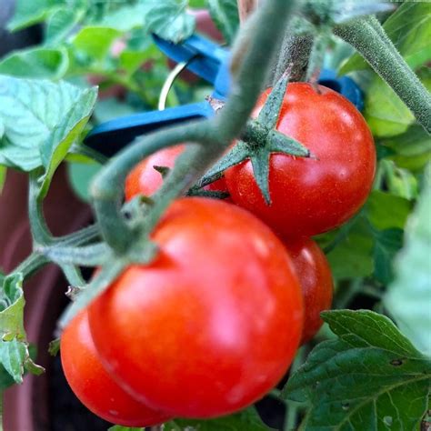 fotografija rastline TomTato s paradižniki in krompirjem
