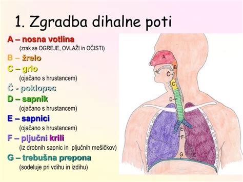 Shema: Prikaz delovanja tople tekočine na zamašene sinuse in dihalne poti