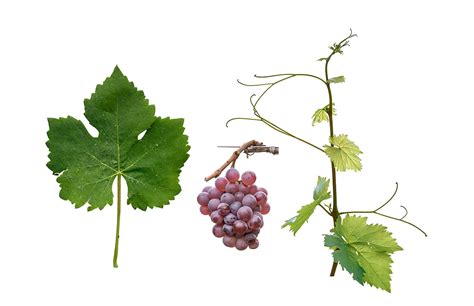 ilustracija različnih sort grozdja