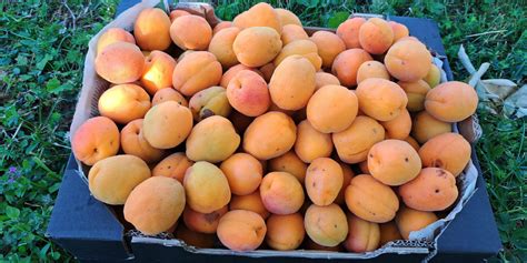 Tematsko fotografijo svežih marelic in kozarcev marmelade