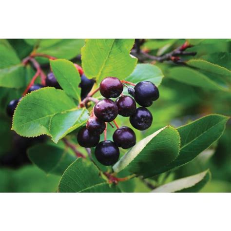 Tematska fotografija pasjega zelišča (Solanum nigrum) z belimi cvetovi in črnimi jagodami v naravnem okolju
