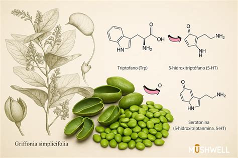 Tematsko fotografijo dveh vrst črnega fižola (Griffonia simplicifolia in Phaseolus vulgaris) ter zraven manjšo infografiko z napisom 5-HTP in Serotonin