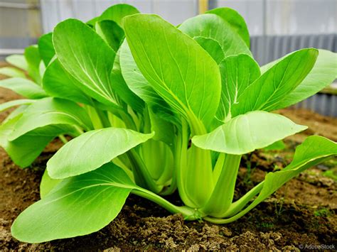 rastlina pak choi