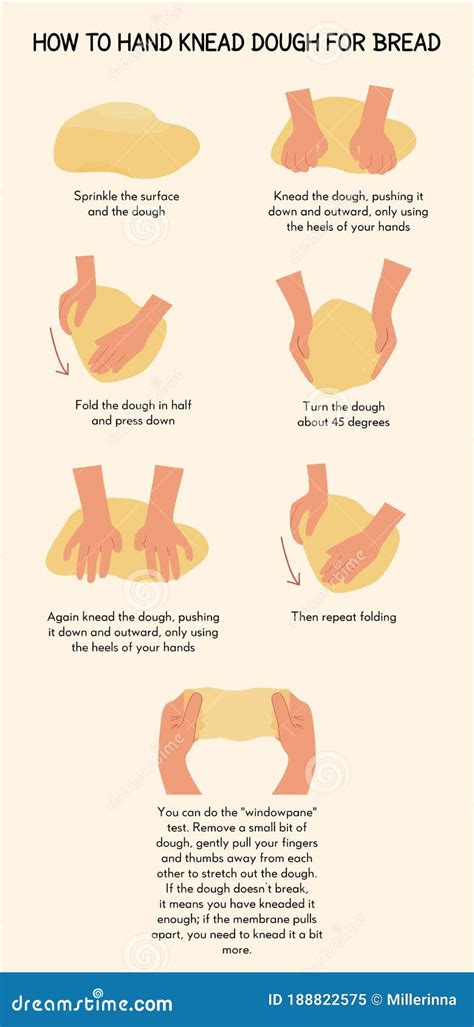 Infographics showing the process of kneading and rising bread dough