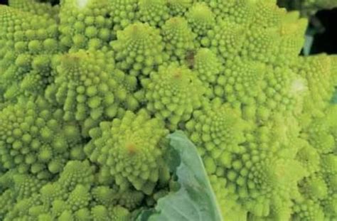 Skladbe brokolija: glavnati brokoli, brstični brokoli, romanesco