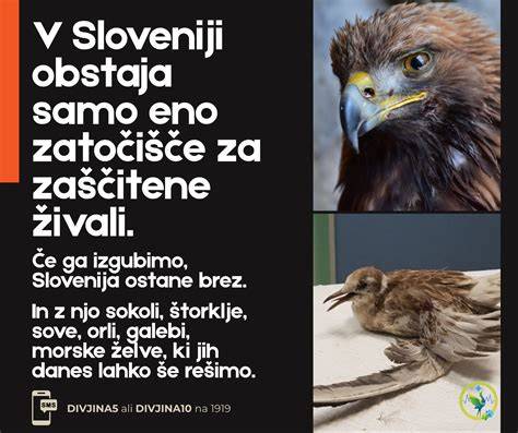 diagram vrta s senčnimi kulturami, ki varujejo solato