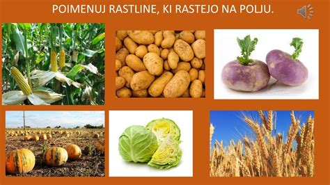 Tematska fotografija rastline ovsa na polju