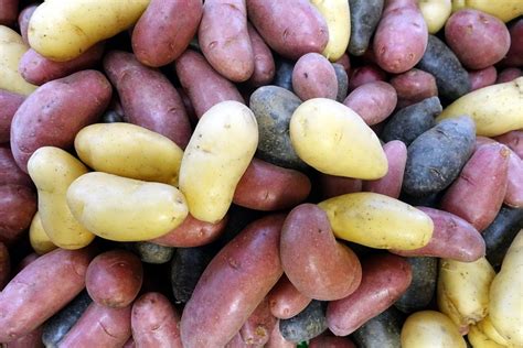 Različne sorte krompirja, prikazane kot grafični prikaz ali fotografija.